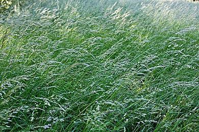 《幻想水浒传1&2 HD合集》预告片介绍增强图形等